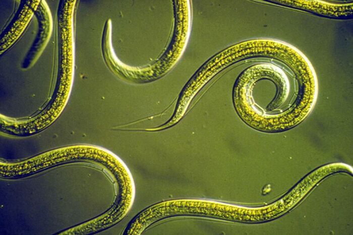 Cleansing of parasites